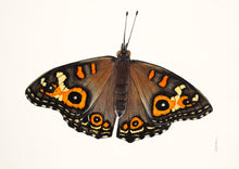 Load image into Gallery viewer, Sasha Cameron Art Prints