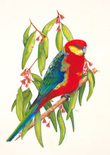 Load image into Gallery viewer, Sasha Cameron Art Prints